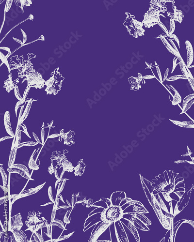 Vector graphic drawing of wild flowers, card with space for text.