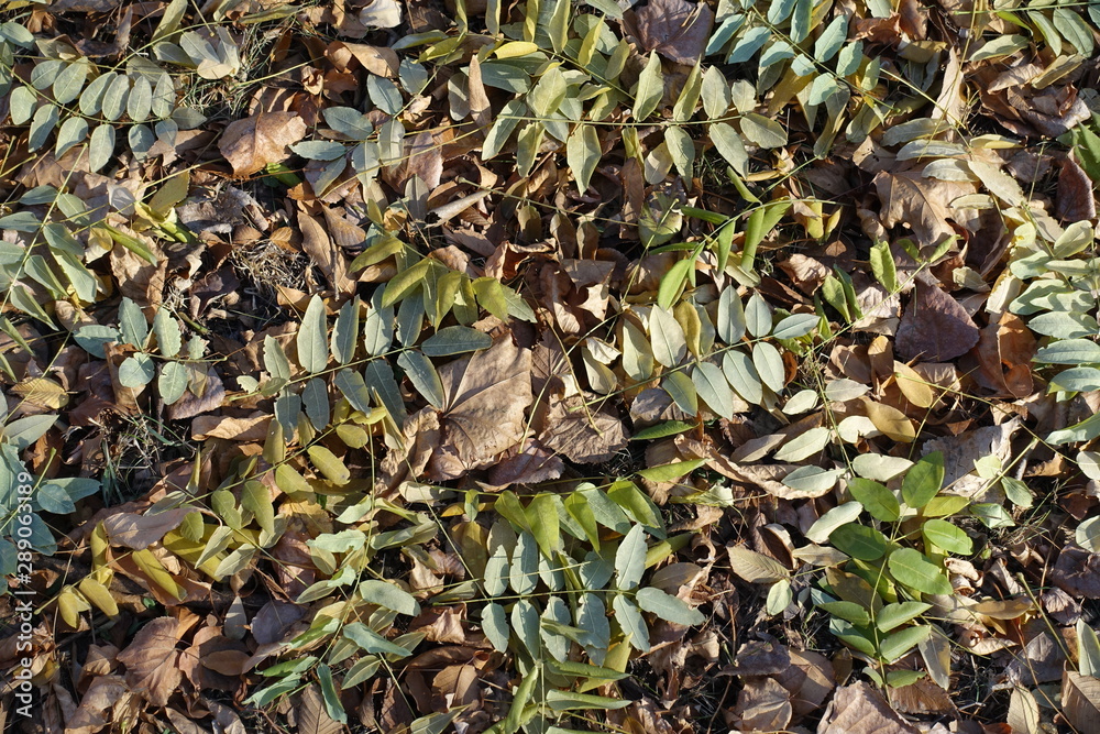 Top view of fallen leaves of Sophora japonica in autumn Top view of fallen leaves of Sophora japonica in autumn