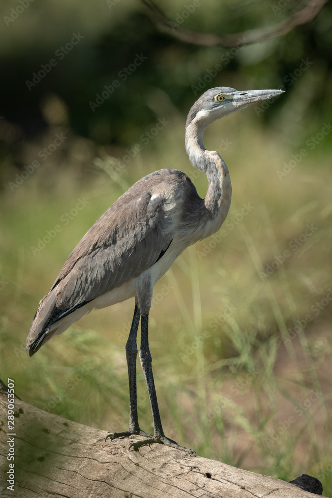 Fototapeta premium Black-headed heron stands on log in profile