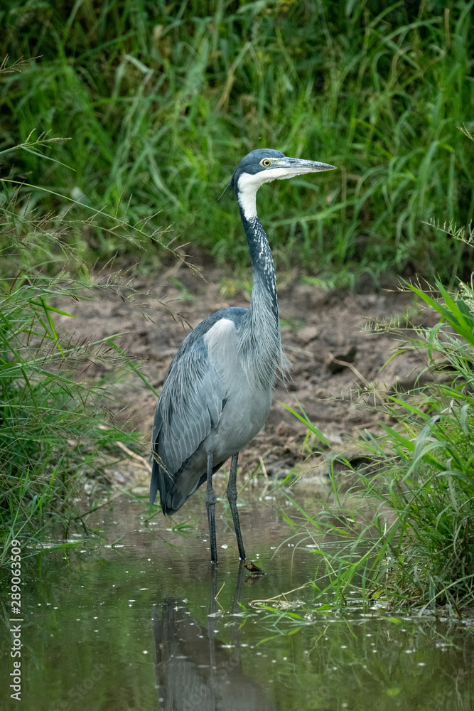 Fototapeta premium Black-headed heron stands in shallows facing right