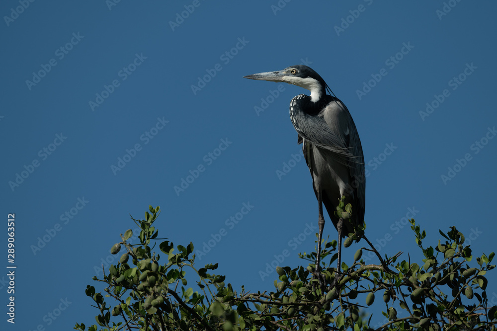 Black-headed heron in tree under blue sky Black-headed heron in tree under blue sky