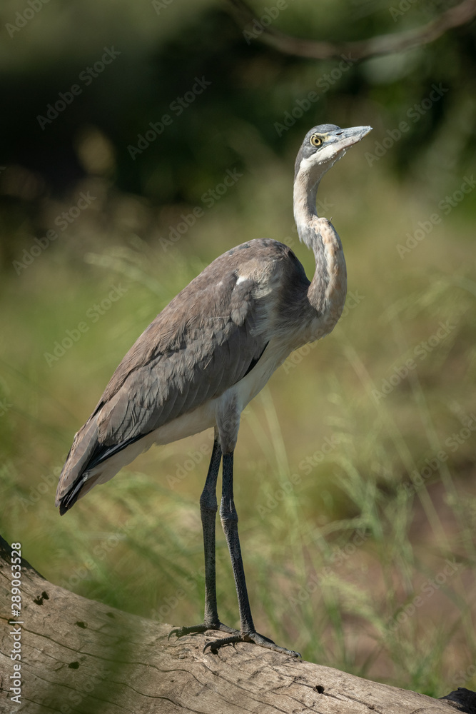 Fototapeta premium Black-headed heron stands on log eyeing camera