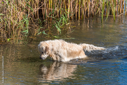Champion Golden Retriever Fishing in a River on a Summer Day