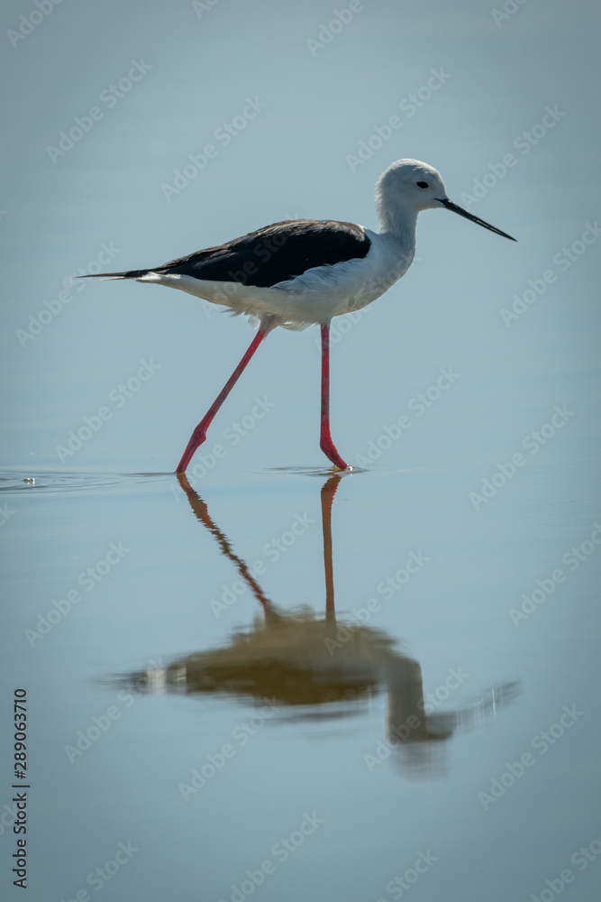 Black-winged stilt stepping through shallows in sunshine Black-winged stilt stepping through shallows in sunshine