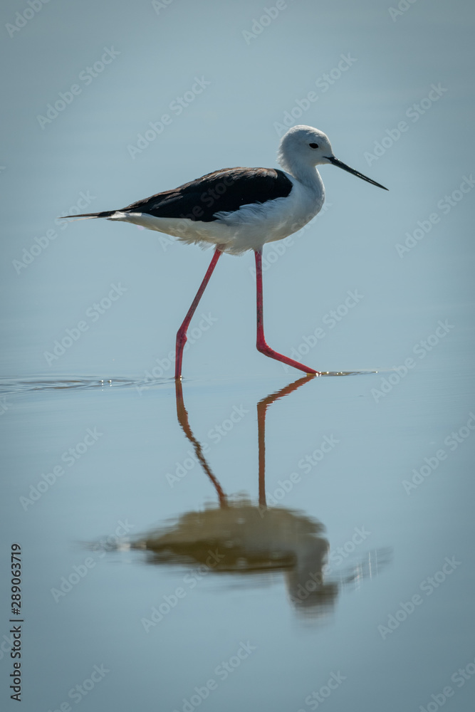 Fototapeta premium Black-winged stilt steps through shallows in sunshine