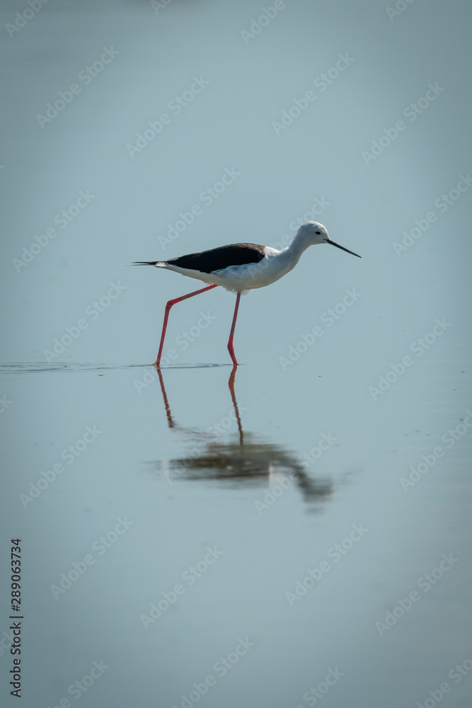 Black-winged stilt walks through lake in sunshine Black-winged stilt walks through lake in sunshine