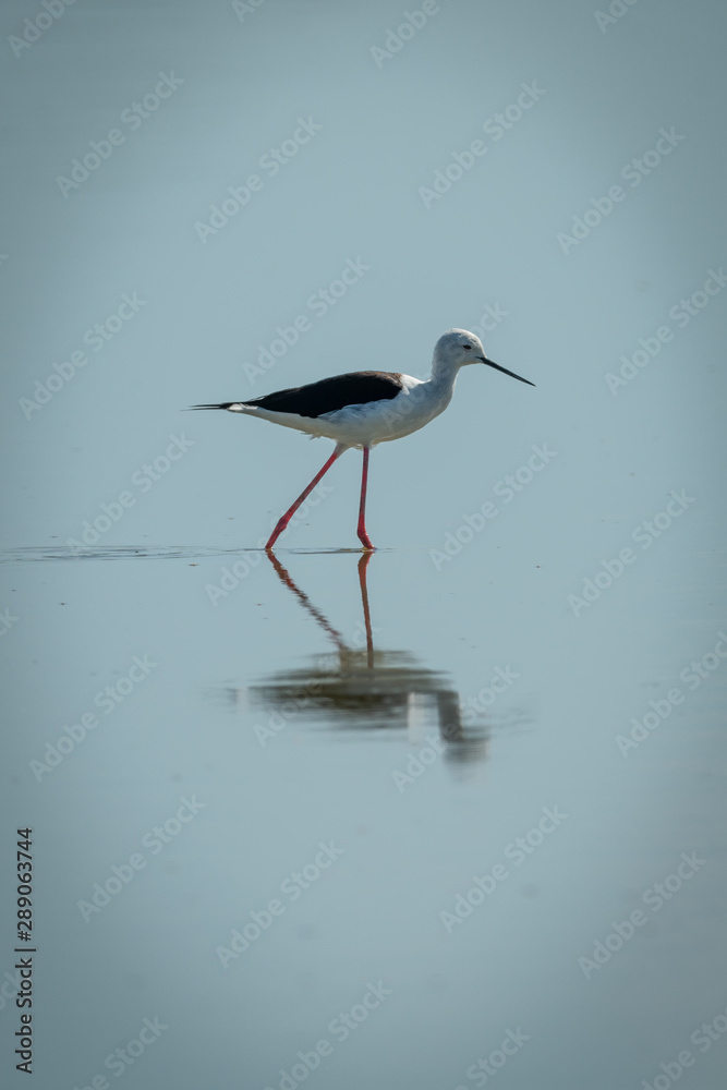 Black-winged stilt walking through shallows in sunshine Black-winged stilt walking through shallows in sunshine