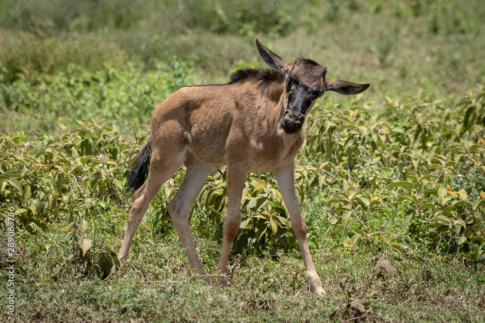 Blue wildebeest calf walks past tossing head Blue wildebeest calf walks past tossing head