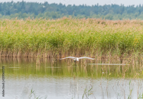 Great White Egret in Wetlands in Latvia on a Sunny Day