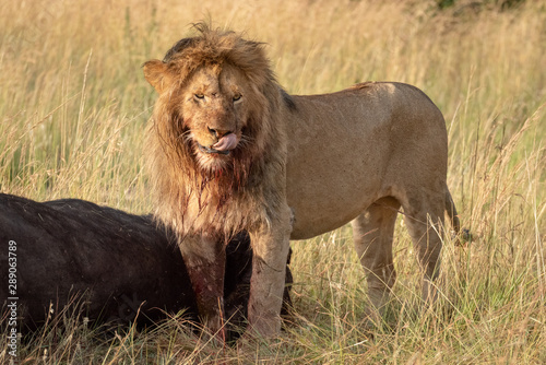 Blood-stained male lion stands by buffalo carcass