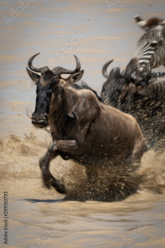 Blue wildebeest crosses lake with other animals