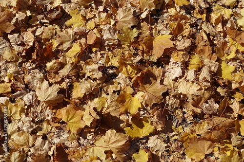 Dry fallen leaves of maple from above photo