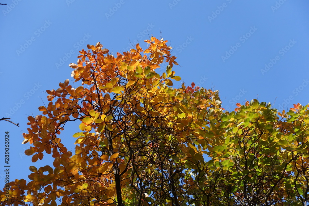 Colorful autumnal foliage of smoke tree against blue sky Colorful autumnal foliage of smoke tree against blue sky