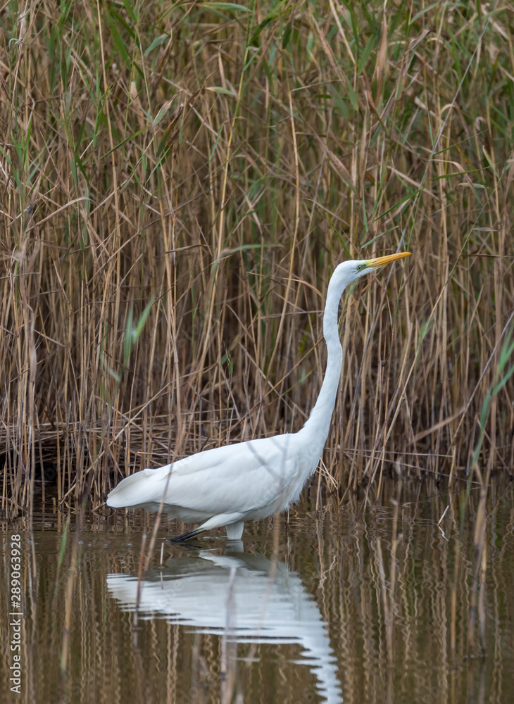 Fototapeta premium Great White Egret in Wetlands in Latvia on a Sunny Day