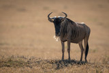 Blue wildebeest stands eyeing camera in sunshine