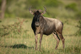 Blue wildebeest stands in grass watching camera