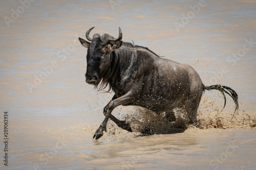 Blue wildebeest gallops through shallow muddy lake