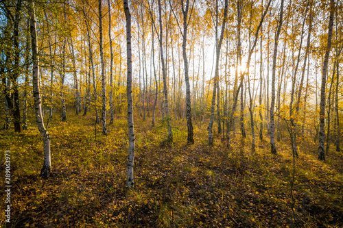Die Sonne scheint in einen Birken Wald im Herbst