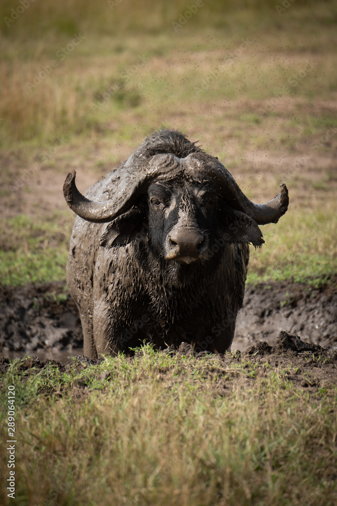 Cape buffalo faces camera in muddy wallow Cape buffalo faces camera in muddy wallow