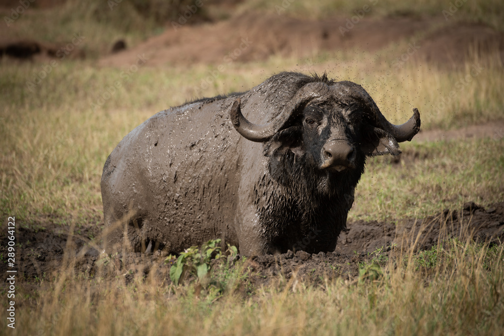 Cape buffalo eyes camera from muddy wallow