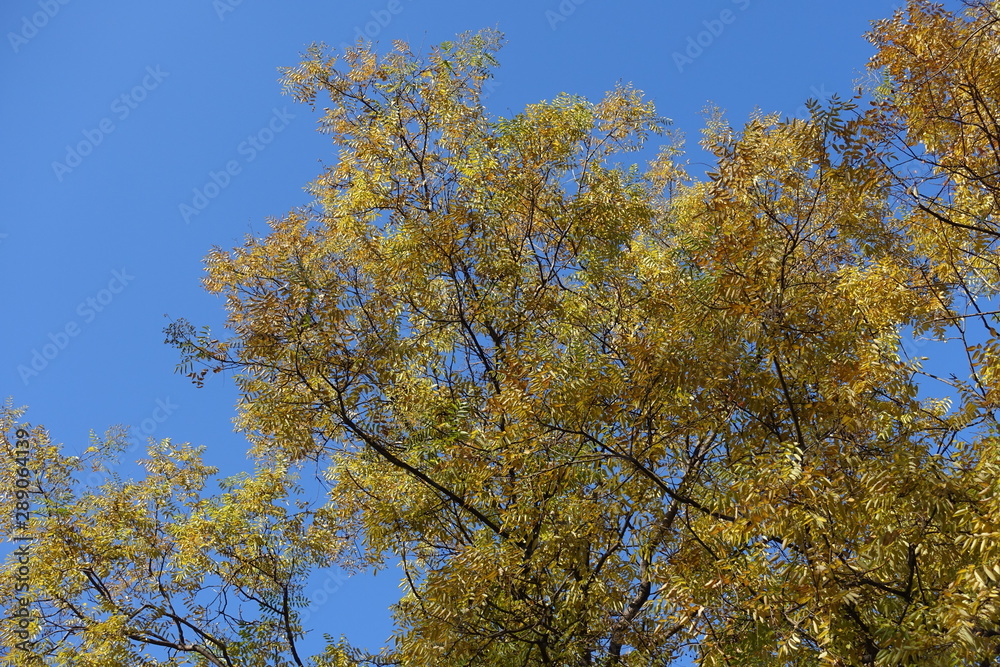 Autumnal foliage of Sophora japonica against blue sky