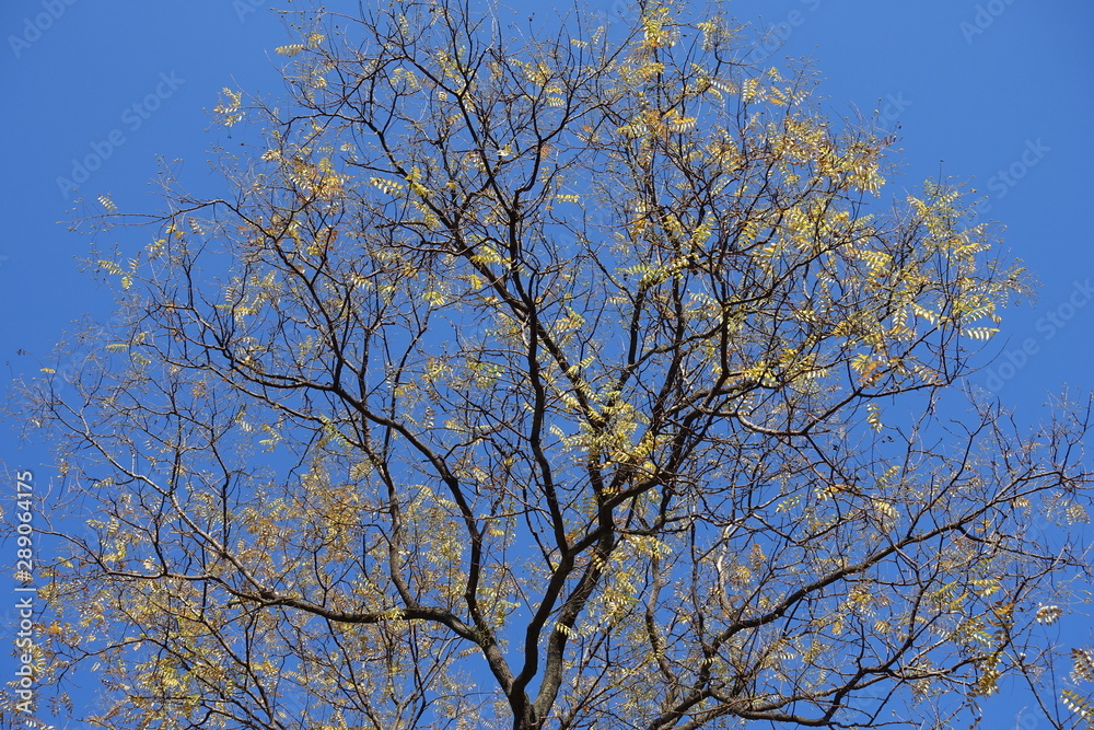Branches of Sophora japonica with few yellow leaves against blue sky in November