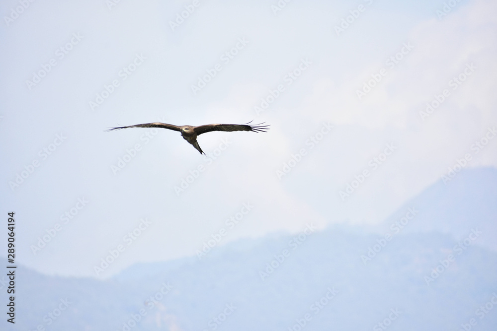 Naklejka premium Nature and Wildlife