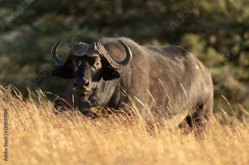 Cape buffalo eyeing camera from long grass