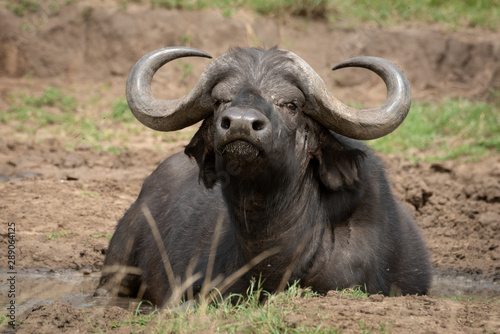 Cape buffalo lies lifting head in mud