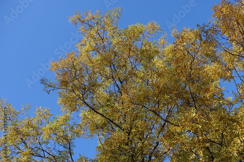 Autumnal foliage of Sophora japonica against blue sky