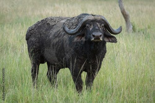 Cape buffalo stands eyeing camera in grass