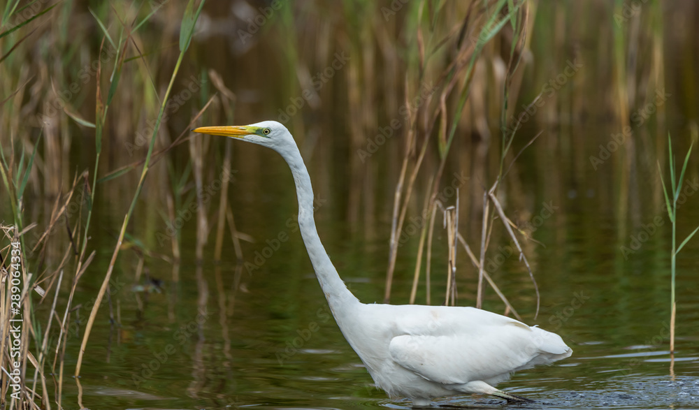 Great White Egret in Wetlands in Latvia on a Sunny Day Great White Egret in Wetlands in Latvia on a Sunny Day