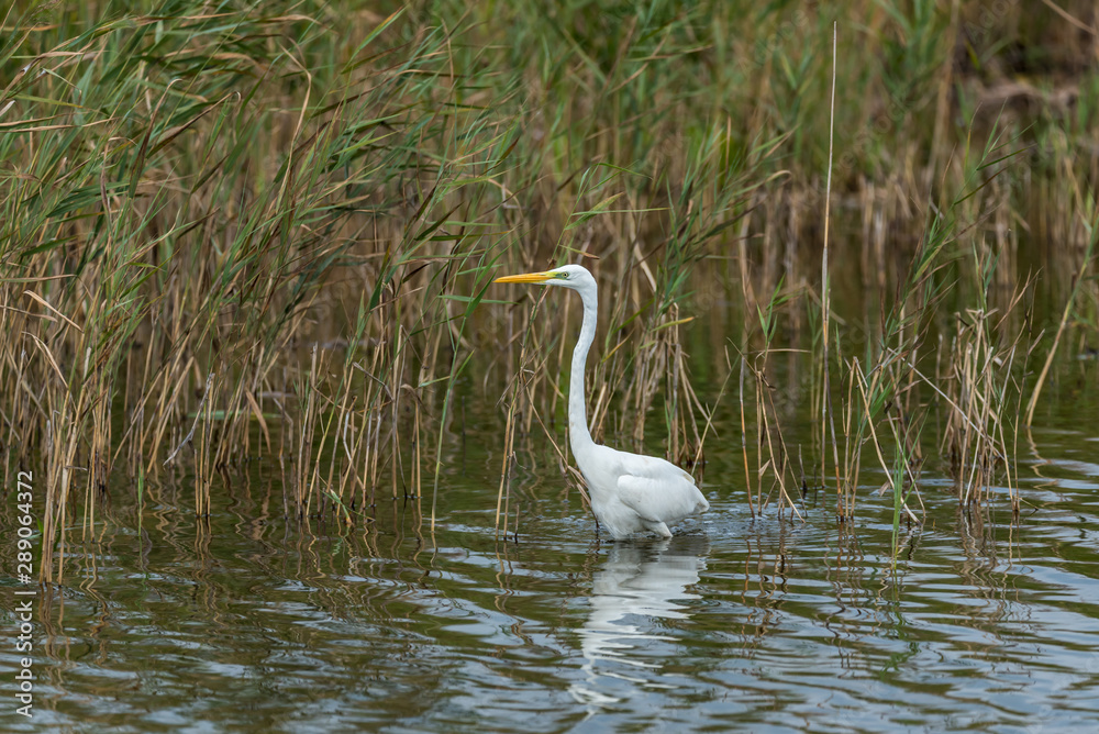 Great White Egret in Wetlands in Latvia on a Sunny Day Great White Egret in Wetlands in Latvia on a Sunny Day