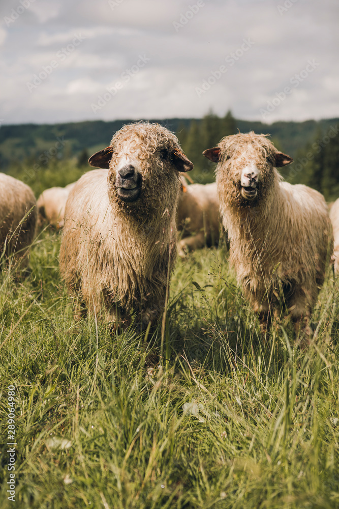 Sheeps group and lambs on a meadow with green grass Sheeps group and lambs on a meadow with green grass