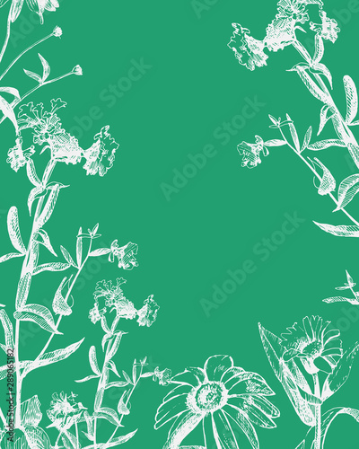 Vector graphic drawing of wild flowers, card with space for text.