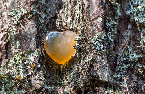 Orange Carnelian Heart on a Tree in a Forest