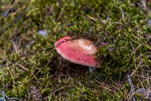 Red Mushroom growing from Deep Green Moss