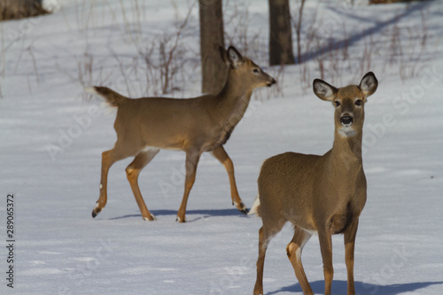 deers in the snow in canada