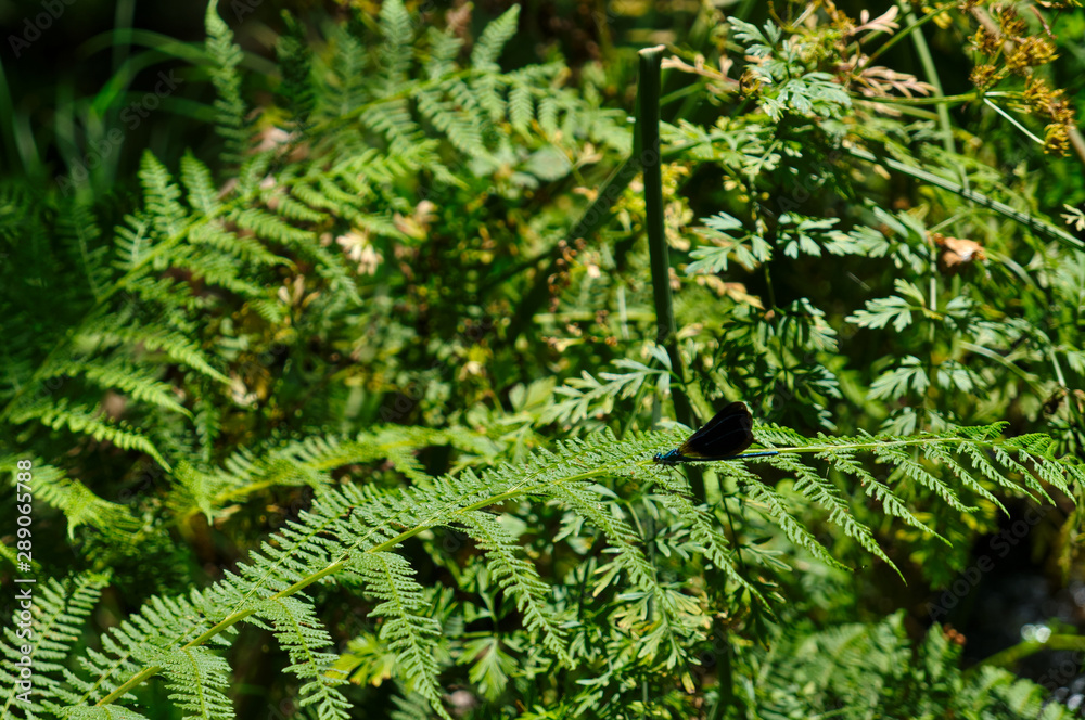 Dragonfly on foliage. natural backgrounds