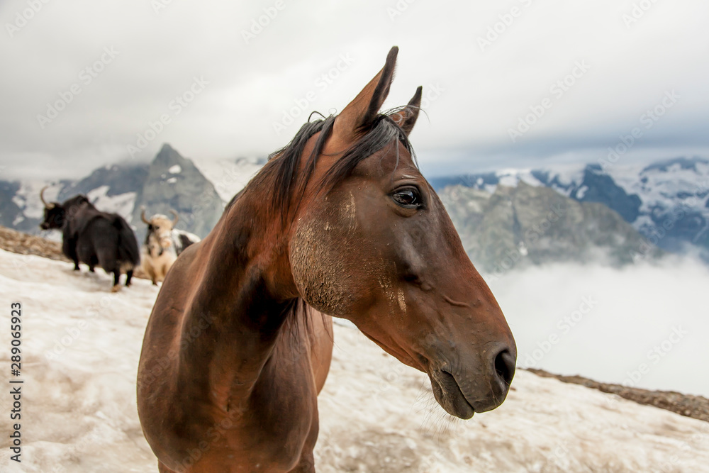 Obraz portrait of a horse