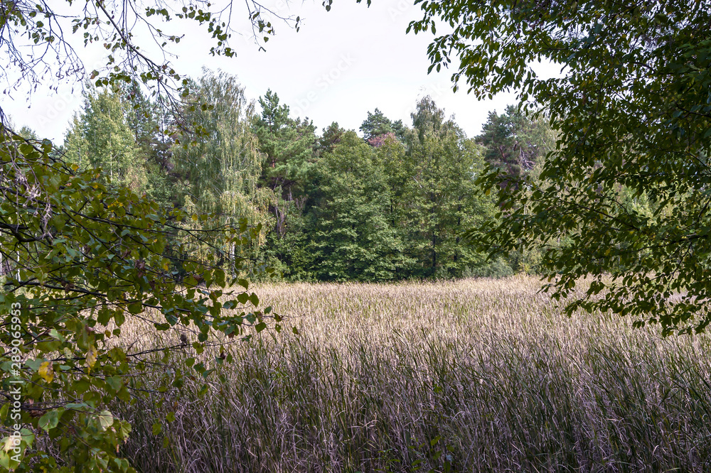 Pond overgrown with cattail. Trees, cattail and sky Pond overgrown with cattail. Trees, cattail and sky
