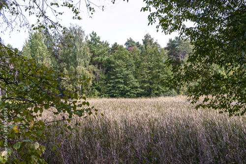 Fototapeta Naklejka Na Ścianę i Meble -  Pond overgrown with cattail. Trees, cattail and sky