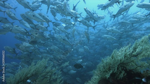 Wallpaper Mural School of Bigeye Trevallies and Grey Reef Sharks in blue water. Tubbataha Reef dive site Delsan Wreck 4k Footage Torontodigital.ca