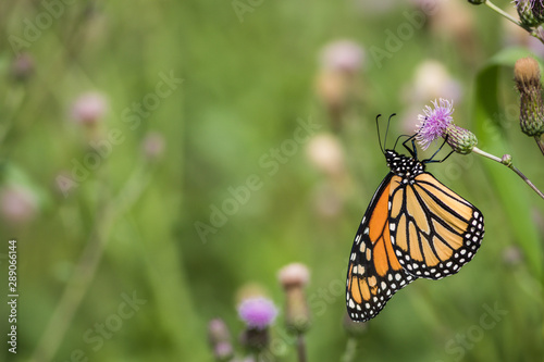 Monarch Butterfly  Danaus plexippus  on pink knapweed flowers on a sunny summer morning