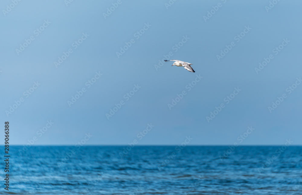 Seagull Fishing at the Baltic Sea on a Sunny Day Seagull Fishing at the Baltic Sea on a Sunny Day