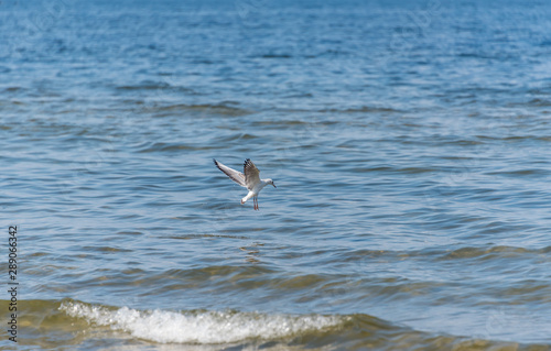 Seagull Fishing at the Baltic Sea on a Sunny Day © JonShore