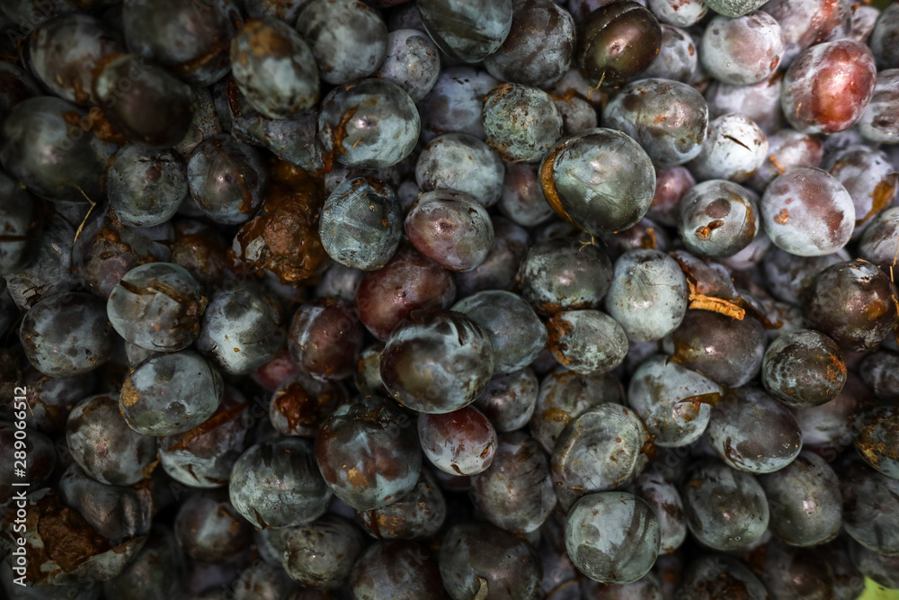 Ripe plums inside a plastic green barrel let to ferment to produce hand made strong alcohol (moonshine or plum brandy) Ripe plums inside a plastic green barrel let to ferment to produce hand made strong alcohol (moonshine or plum brandy)
