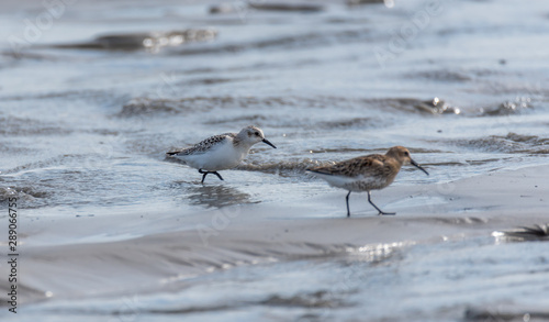 Sandpiper Bird Hunting for Food on a Baltic Sea Beach on a Summer Day