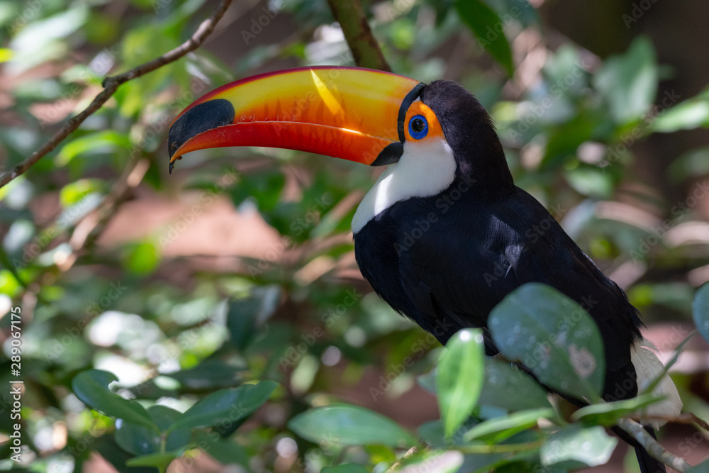 Beautiful toucan bird (Toco Toucan) in natural habitat, the Atlantic Rainforest, near Iguazu Falls in Foz do Iguacu, Brazil. Beautiful toucan bird (Toco Toucan) in natural habitat, the Atlantic Rainforest, near Iguazu Falls in Foz do Iguacu, Brazil.