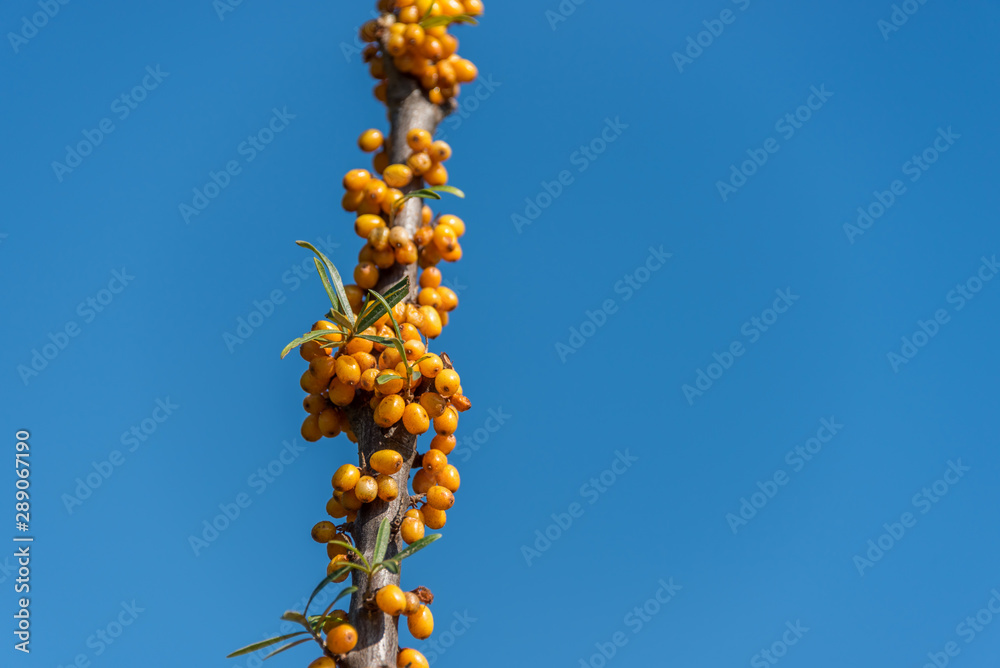 Bright Yellow Sea Buckthorn Berries and a Clear Blue Sky on a Sunny Day